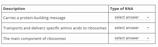 Description
Type of RNA
Carries a protein-building message
select answer
Transports and delivers specific amino acids to ribosomes
select answer
The main component of ribosomes
select answer
