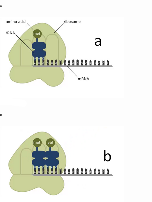 LA
amino acid,
ribosome
TRNA,
met
a
MRNA
B
met
val
b
