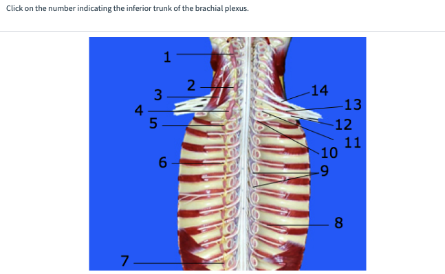 Click on the number indicating the inferior trunk of the brachial plexus.
4
7.
1
3
5
6
2
-14
-13
-12
-10
-9
11
8