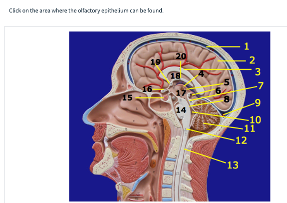 Click on the area where the olfactory epithelium can be found.
15
19
16
20
18
14
6
5
1
13
2
-12
3
-7
-9
-10
-11