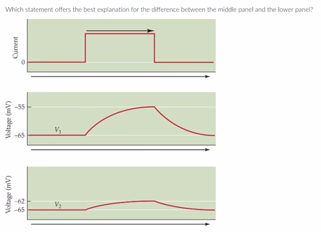 Which statement offers the best explanation for the difference between the middle panel and the lower panel?
Voltage (mV)
Voltage (mV)
Current
O
16
-65
V₁
V₂