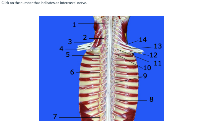 Click on the number that indicates an intercostal nerve.
7
4
1
3
5
6
2
14
-13
-12
-10
-9
11
8