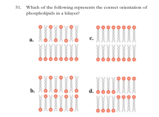 51. Which of the following represents the correct orientation of
phospholipids in a bilayer?
a.
b.
d.
O ooo
