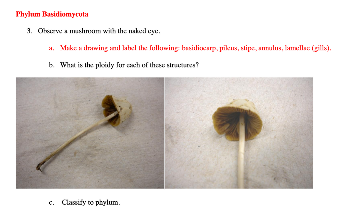 Phylum Basidiomycota
3. Observe a mushroom with the naked eye.
a. Make a drawing and label the following: basidiocarp, pileus, stipe, annulus, lamellae (gills).
b. What is the ploidy for each of these structures?
c. Classify to phylum.
