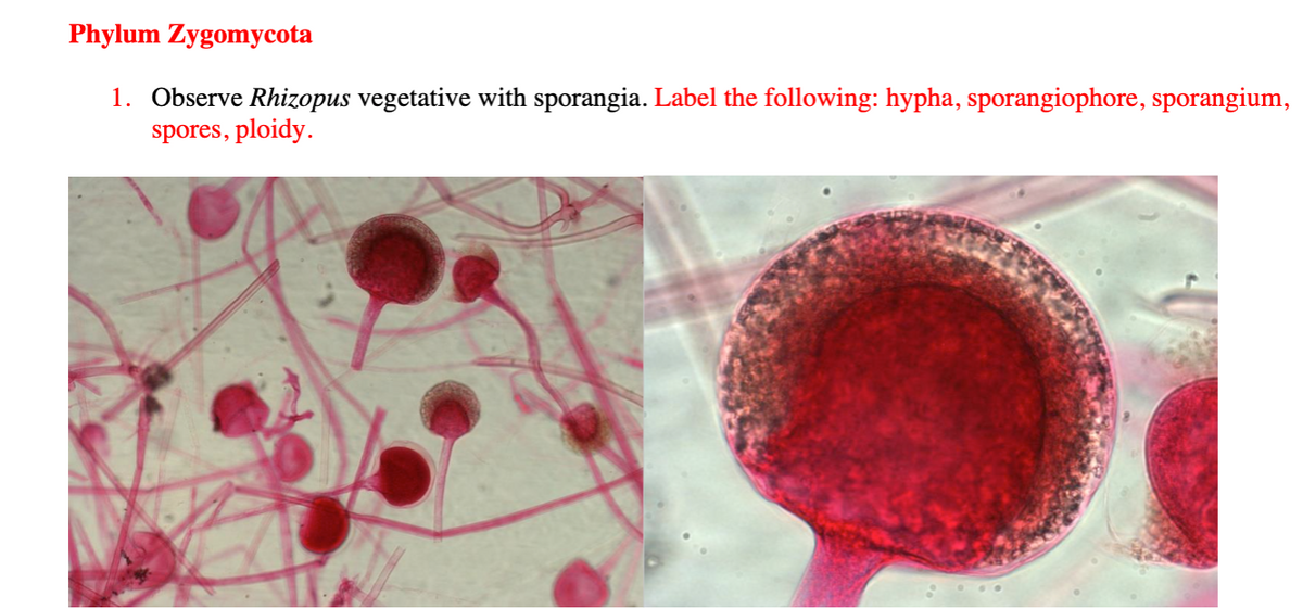 Phylum Zygomycota
1. Observe Rhizopus vegetative with sporangia. Label the following: hypha, sporangiophore, sporangium,
spores, ploidy.
