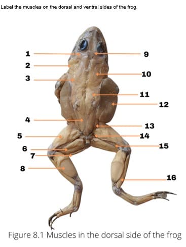 Label the muscles on the dorsal and ventral sides of the frog.
1
2
10
3
11
12
13
14
15
6
7
8
16
Figure 8.1 Muscles in the dorsal side of the frog
