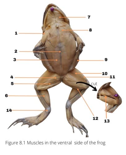 10
11
4
cut
14
12
13
Figure 8.1 Muscles in the ventral side of the frog
2.
