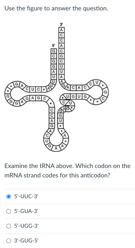 Use the figure to answer the question.
3
Examine the tRNA above. Which codon on the
mRNA strand codes for this anticodon?
O 5'-UUC-3'
O 5'-GUA-3'
O 5'-UGG-3'
O 3'-GUG-5'
