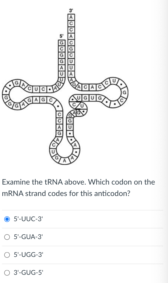 Examine the tRNA above. Which codon on the
mRNA strand codes for this anticodon?
O 5'-UUC-3'
O 5'-GUA-3'
O 5'-UGG-3'
O 3'-GUG-5'