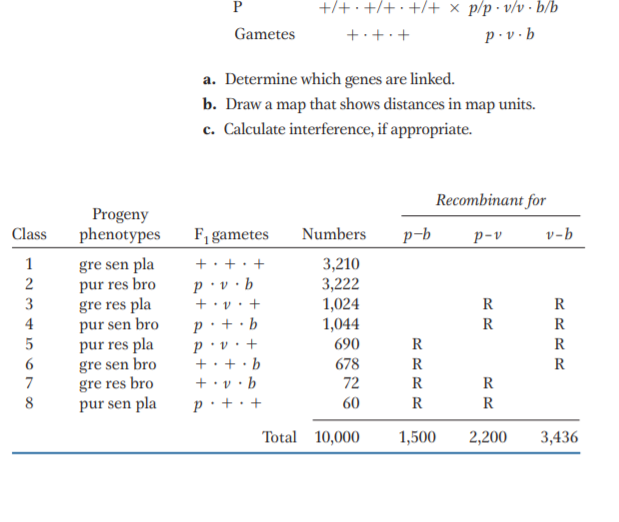 P
+/+· +/+· +/+ x _p/p· v/v · b/b
Gametes
+.+·+
p · v · b
a. Determine which genes are linked.
b. Draw a map that shows distances in map units.
c. Calculate interference, if appropriate.
Recombinant for
Progeny
phenotypes
Class
F, gametes
Numbers
p-b
p-v
v-b
gre sen pla
pur res bro
gre res pla
pur sen bro
pur res pla
gre sen bro
gre res bro
pur sen pla
1
• +. +
3,210
3,222
1,024
1,044
p • v ·
+• v.
+
b
R
p · + · b
p• v
+: +· b
4
R
690
R
678
R
7
+• v• b
72
R
R
8
p:+· +
60
R
R
Total 10,000
1,500
2,200
3,436
RRRR
