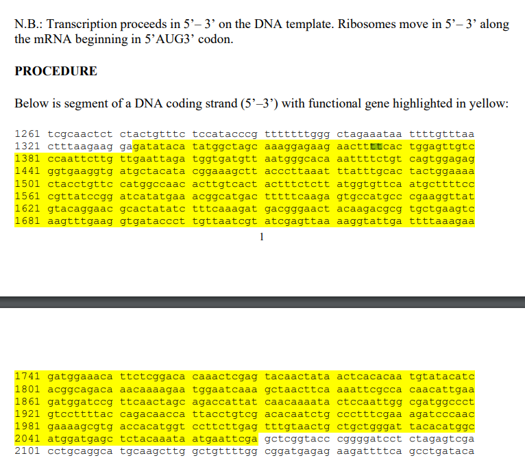 N.B.: Transcription proceeds in 5'-3' on the DNA template. Ribosomes move in 5'-3' along
the mRNA beginning in 5’AUG3' codon.
PROCEDURE
Below is segment of a DNA coding strand (5'-3') with functional gene highlighted in yellow:
1261 tcgcaactct ctactgtttc tccatacccg tttttttggg ctagaaataa ttttgtttaa
1321 ctttaagaag gagatataca tatggctago aaaggagaag aacttttcac tggagttgtc
1381 ccaattcttg ttgaattaga tggtgatgtt aatgggcaca aattttctgt cagtggagag
1441 ggtgaaggtg atgctacata cggaaagctt acccttaaat ttatttgcac tactggaaaa
1501 ctacctgttc catggccaac acttgtcact actttctctt atggtgttca atgcttttcc
1561 cgttatccgg atcatatgaa acggcatgac tttttcaaga gtgccatgcc cgaaggttat
1621 gtacaggaac gcactatatc tttcaaagat gacgggaact acaagacgcg tgctgaagtc
1681 aagtttgaag gtgataccct tgttaatcgt atcgagttaa aaggtattga ttttaaagaa
1
1741 gatggaaaca ttctcggaca caaactcgag tacaactata actcacacaa tgtatacatc
1801 acggcagaca aacaaaagaa tggaatcaaa gctaacttca aaattcgcca caacattgaa
1861 gatggatccg ttcaactago agaccattat caacaaaata ctccaattgg cgatggccct
1921 gtccttttac cagacaacca ttacctgtcg acacaatctg ccctttcgaa agatcccaac
1981 gaaaagcgtg accacatggt ccttcttgag tttgtaactg ctgctgggat tacacatggc
2041 atggatgagc tctacaaata atgaattega gctcggtacc cggggatcct ctagagtcga
2101 cctgcaggca tgcaagcttg gctgttttgg cggatgagag aagattttca gcctgataca