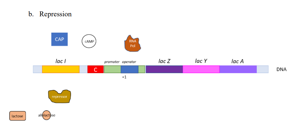 lactose
b. Repression
CAP
lac I
repressor
allolactose
CAMP
C
RNA
Pol
promoter operator
+1
lac Z
lac Y
lac A
DNA