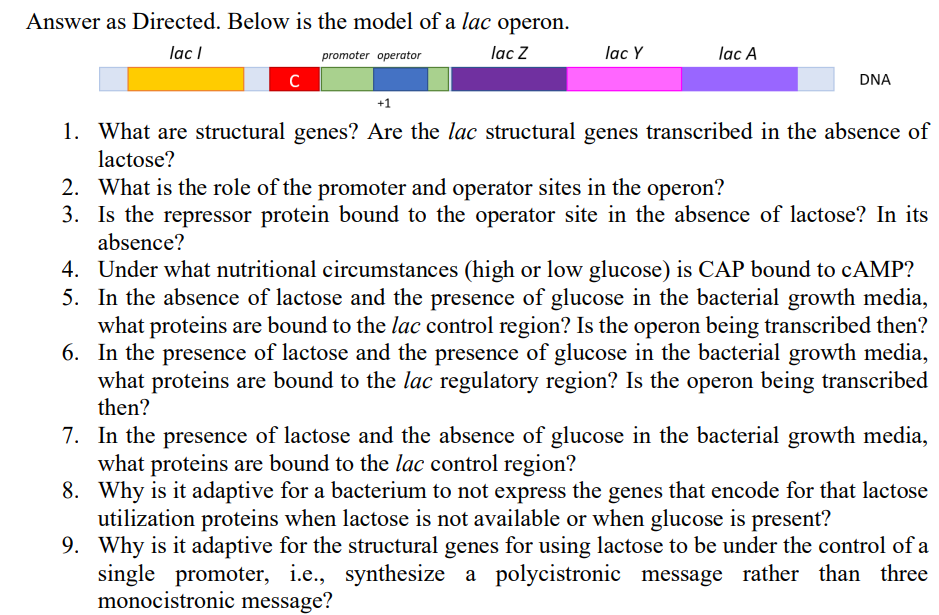 Answer as Directed. Below is the model of a lac operon.
lac I
lac Z
с
promoter operator
lac Y
lac A
DNA
+1
1. What are structural genes? Are the lac structural genes transcribed in the absence of
lactose?
2. What is the role of the promoter and operator sites in the operon?
3. Is the repressor protein bound to the operator site in the absence of lactose? In its
absence?
4. Under what nutritional circumstances (high or low glucose) is CAP bound to cAMP?
5. In the absence of lactose and the presence of glucose in the bacterial growth media,
what proteins are bound to the lac control region? Is the operon being transcribed then?
6. In the presence of lactose and the presence of glucose in the bacterial growth media,
what proteins are bound to the lac regulatory region? Is the operon being transcribed
then?
7. In the presence of lactose and the absence of glucose in the bacterial growth media,
what proteins are bound to the lac control region?
8. Why is it adaptive for a bacterium to not express the genes that encode for that lactose
utilization proteins when lactose is not available or when glucose is present?
9. Why is it adaptive for the structural genes for using lactose to be under the control of a
single promoter, i.e., synthesize a polycistronic message rather than three
monocistronic message?