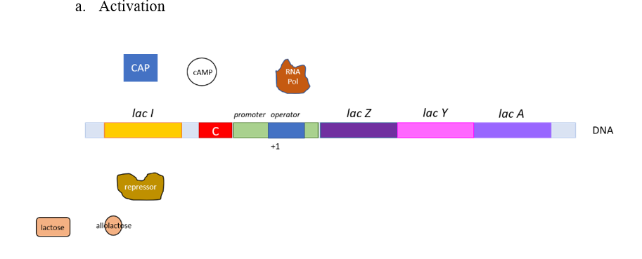 lactose
a. Activation
CAP
lac I
repressor
allolactose
CAMP
C
RNA
Pol
promoter operator
+1
lac Z
lac Y
lac A
DNA