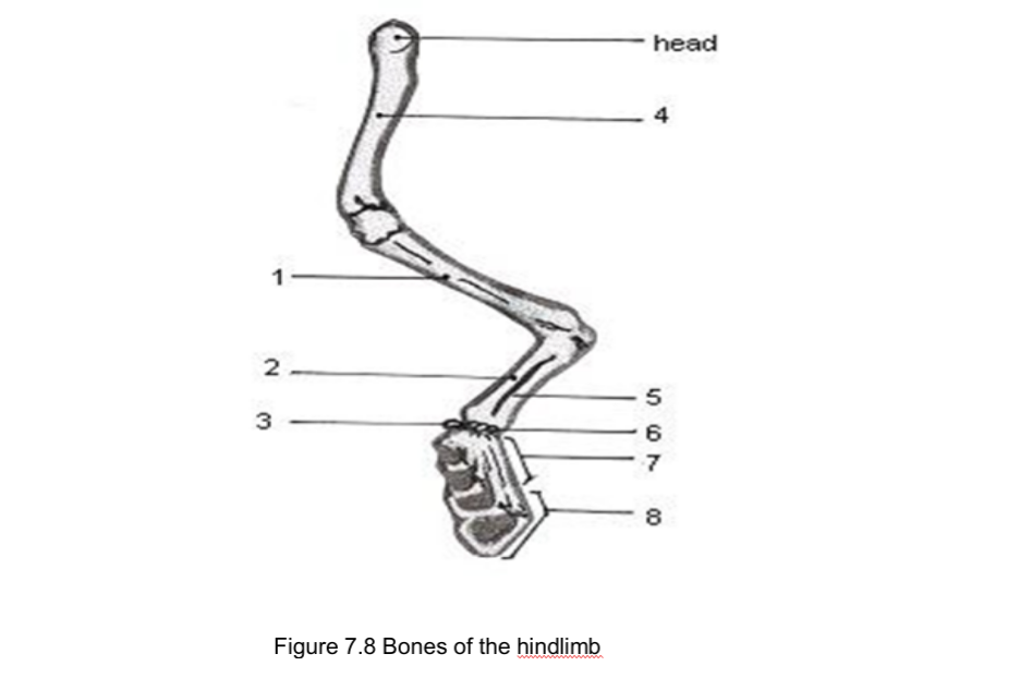 head
2
3
6
Figure 7.8 Bones of the hindlimb
00
