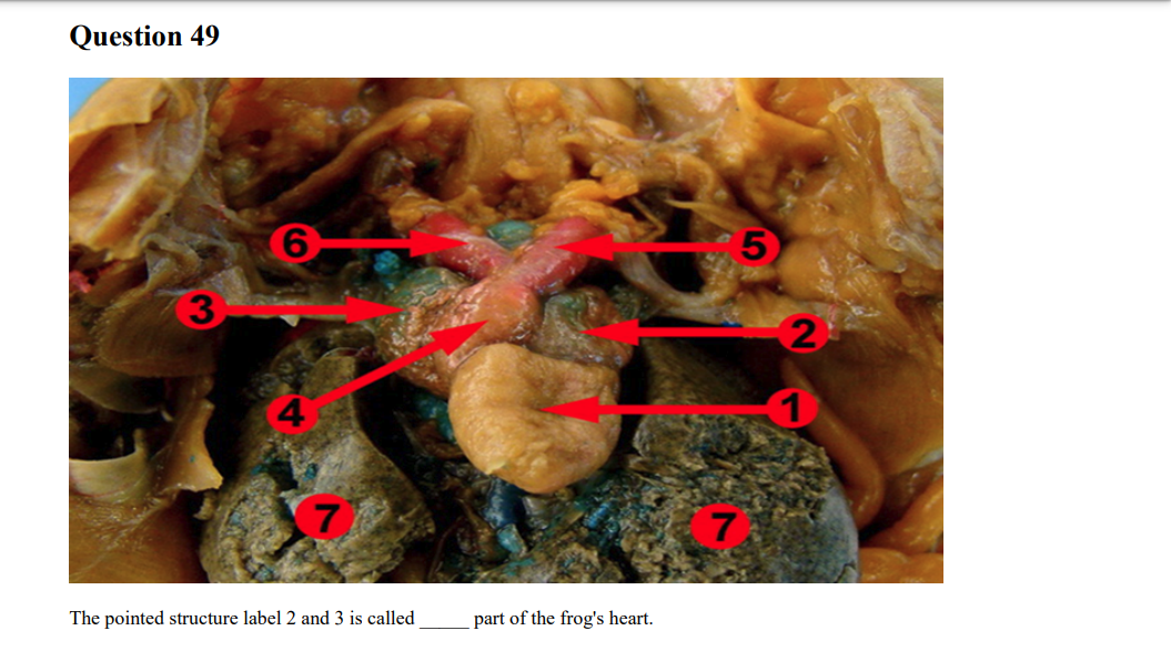 Question 49
3.
7
The pointed structure label 2 and 3 is called
part of the frog's heart.
