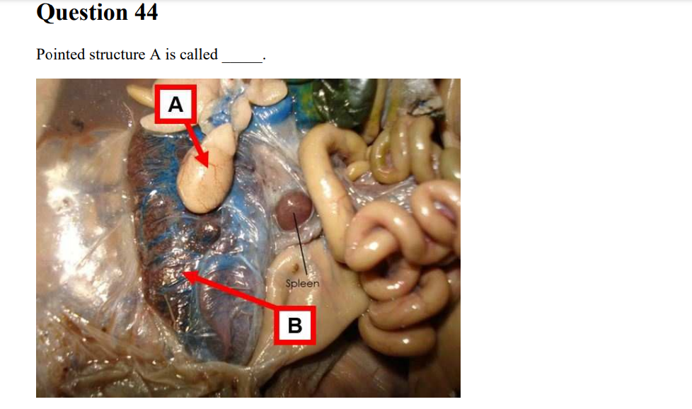 Question 44
Pointed structure A is called
A
Spleen
B
