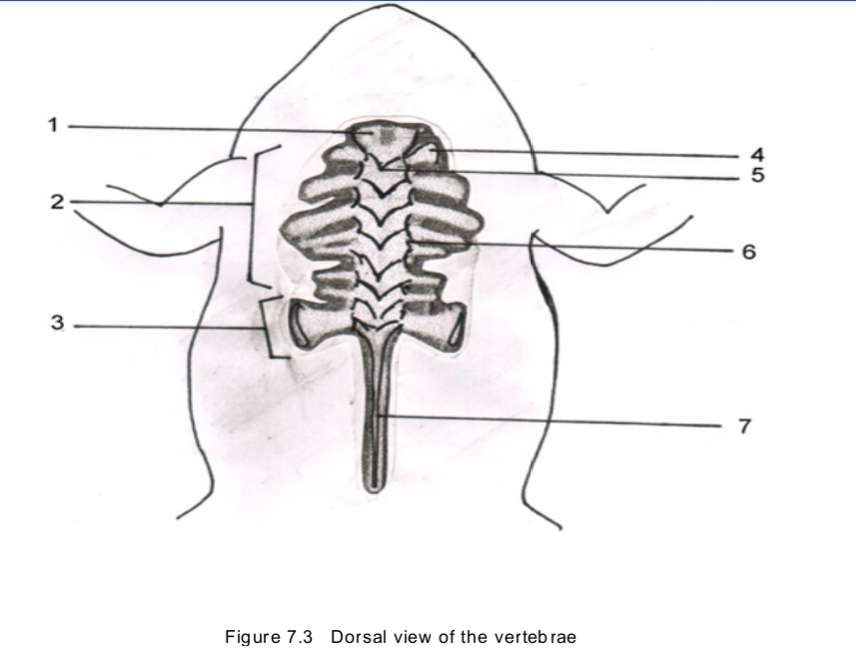 1
4
5
6.
3
7
Figure 7.3 Dorsal view of the verteb rae
