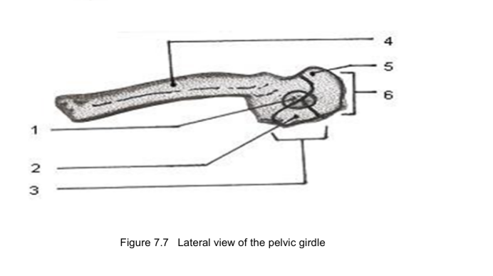 4
5
6
3
Figure 7.7 Lateral view of the pelvic girdle
