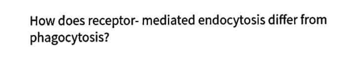 How does receptor- mediated endocytosis differ from
phagocytosis?
