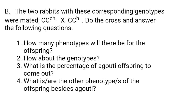B. The two rabbits with these corresponding genotypes
were mated; Ccch x cch . Do the cross and answer
the following questions.
1. How many phenotypes will there be for the
offspring?
2. How about the genotypes?
3. What is the percentage of agouti offspring to
come out?
4. What is/are the other phenotype/s of the
offspring besides agouti?
