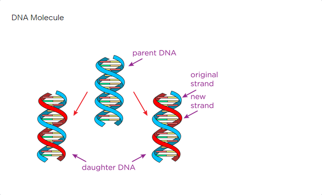 DNA Molecule
parent DNA
original
strand
new
strand
daughter DNA
0000
0000
0000
