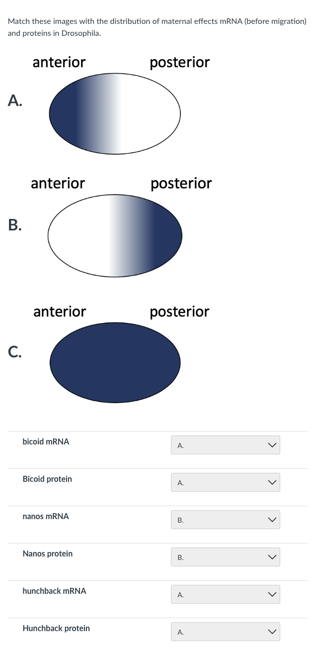 Match these images with the distribution of maternal effects mRNA (before migration)
and proteins in Drosophila.
anterior
A.
B.
C.
anterior
anterior
bicoid mRNA
Bicoid protein
nanos mRNA
Nanos protein
hunchback mRNA
Hunchback protein
posterior
posterior
posterior
А.
A.
B.
B.
A.
A.
<
<
<
>
<