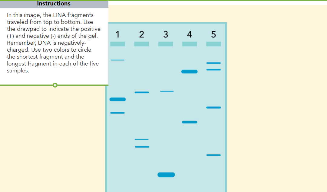 Instructions
In this image, the DNA fragments
traveled from top to bottom. Use
the drawpad to indicate the positive
(+) and negative (-) ends of the gel.
Remember, DNA is negatively-
charged. Use two colors to circle
the shortest fragment and the
longest fragment in each of the five
samples.
1
2
3
4 5
||
