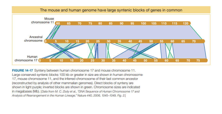 The mouse and human genome have large syntenic blocks of genes in common
Mouse
chromosome 11 60
65
70
75
80
85
90
95
100 105 110 115 120
Ancestral
chromosome o
15
20 25
55 60
10
30
35
40 45
50
65
70
Human
chromosome 17 O
5 10
15 20
25
30
35
40
45
50
55
60
65
70
75
FIGURE 14-17 Synteny between human chromosome 17 and mouse chromosome 11.
Large conserved syntenic blocks 100 kb or greater in size are shown in human chromosome
17, mouse chromosome 11, and the inferred chromosome of their last common ancestor
(reconstructed by analysis of other mammalian genomes). Direct blocks of synteny are
shown in light purple; inverted blocks are shown in green. Chromosome sizes are indicated
in megabases (Mb). [Data from M. C. Zody et l., "DNA Sequence of Human Chromosome 17 and
Analysis of Rearrangement in the Human Lineage," Nature 440, 2006, 1045–1049, Fig. 2.]

