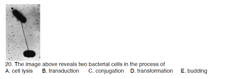 20. The image above reveals two bacterial cells in the process of
A. cell lysis B. transduction C. conjugation D. transformation
E. budding