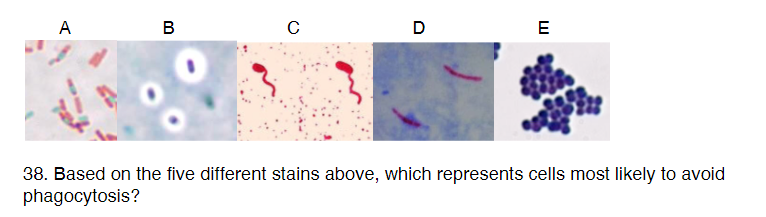 A
B
с
D
E
38. Based on the five different stains above, which represents cells most likely to avoid
phagocytosis?