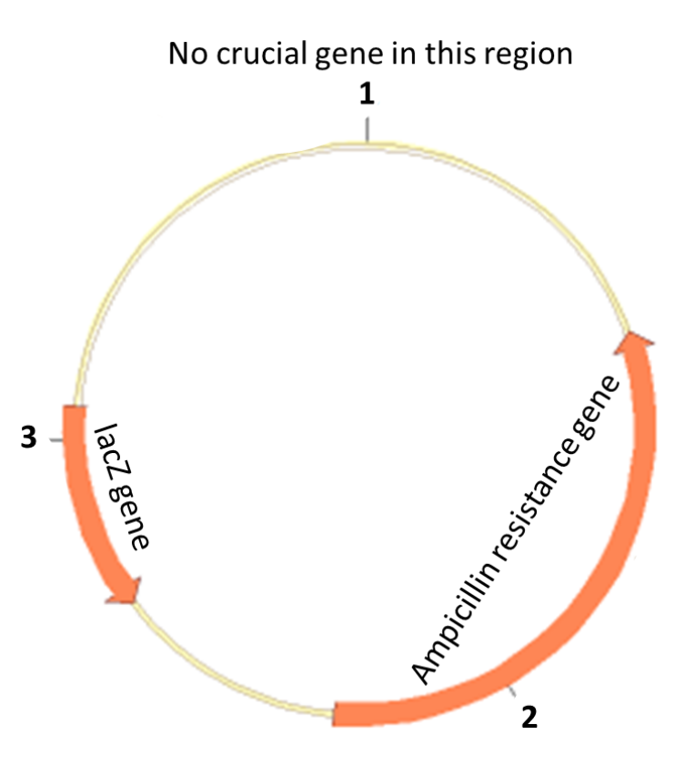 3
lacz gene
crucial gene in
in this region
1
No crucial
2
Ampicillin resistance gene