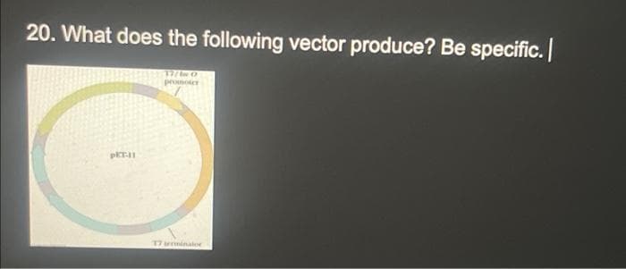 20. What does the following vector produce? Be specific.
17/0
prmoter
17 ierminalor
