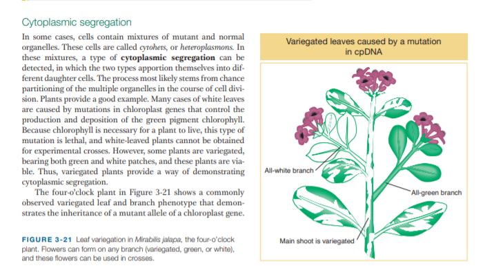 Cytoplasmic segregation
In some cases, cells contain mixtures of mutant and normal
organelles. These cells are called cytohets, or heteroplasmons. In
these mixtures, a type of cytoplasmic segregation can be
detected, in which the two types apportion themselves into dif-
ferent daughter cells. The process most likely stems from chance
partitioning of the multiple organelles in the course of cell divi-
sion. Plants provide a good example. Many cases of white leaves
are caused by mutations in chloroplast genes that control the
production and deposition of the green pigment chlorophyll.
Because chlorophyll is necessary for a plant to live, this type of
mutation is lethal, and white-leaved plants cannot be obtained
for experimental crosses. However, some plants are variegated,
bearing both green and white patches, and these plants are via-
ble. Thus, variegated plants provide a way of demonstrating
cytoplasmic segregation.
The four-o'clock plant in Figure 3-21 shows a commonly
observed variegated leaf and branch phenotype that demon-
strates the inheritance of a mutant allele of a chloroplast gene.
Variegated leaves caused by a mutation
in cpDNA
All-white branch
All-green branch
FIGURE 3-21 Leaf variegation in Mirabilis jalapa, the four-o'clock
plant. Flowers can form on any branch (variegated, green, or white),
and these flowers can be used in crosses.
Main shoot is variegated
