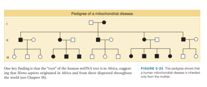 Pedigree of a mitochondrial disease
II
One key finding is that the “root" of the human mtDNA tree is in Africa, suggest-
ing that Homo sapiens originated in Africa and from there dispersed throughout
the world (see Chapter 18).
FIGURE 3-25 This pedigree shows that
a human mitochondrial disease is inherited
only from the mother.
