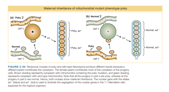 Maternal inheritance of mitochondrial mutant phenotype poky
(a) Poky 우
(b) Normal 9
(ad-)
(ad-)
- Normal, ad-
Poky, ad-
20
20
Normal
Poky, ad
Poky
Normal, ad
(ad-)
(ad-)
FIGURE 3-20 Reciprocal crosses of poky and wild-type Neurospora produce different results because a
different parent contributes the cytoplasm. The female parent contributes most of the cytoplasm of the progeny
cells. Brown shading represents cytoplasm with mitochondria containing the poky mutation, and green shading
represents cytoplasm with wild-type mitochondria. Note that all the progeny in part a are poky, whereas all the
progeny in part b are normal. Hence, both crosses show maternal inheritance. The nuclear gene with the alleles
ad+ (black) and ad- (red) is used to illustrate the segregation of the nuclear genes in the 1:1 Mendelian ratio
expected for this haploid organism.
00000000
00000000
