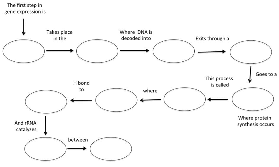 The first step in
gene expression is
Takes place
Where DNA is
in the
decoded into
Exits through a
Goes to a
This process
is called
H bond
to
where
Where protein
synthesis occurs
And rRNA
catalyzes
between
