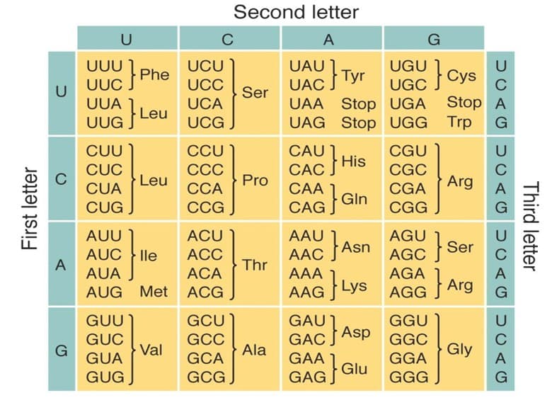 Second letter
U
A
G
UAU Tyr
UAC J
UAA Stop UGA
UAG Stop UGG
UUU
UCU
UGU
Phe
Cys
UUC
UCC
UGC
Ser
UUA
UCA
Leu
UUG
UCG
Trp
CUU
CCU
CAU
CGU
His
CUC
ССС
CAC S
CGC
CUA
Leu
ССА
Pro
CAA
CGA
Arg
Gln
CUG
СCG
CAG
CGG
AUU
ACU
AAU 1
AGU
Asn
Ser
AUC } lle
A
AUA
АСC
AAC
AGC
Thr
АСА
AAA
AGA
Lys
Arg
AUG Met ACG
AAG
AGG
GUU )
GCU
GAU
GGU
GUC
G
GUA
GAC Asp
GGC
GCC
Val
Ala
Gly
GCA
GAA
GGA
GUG
GCG
GAG Glu
GGG
Third letter
UCAG UCAG UCAG UCAG
First letter
