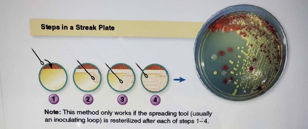 Steps in a Streak Plate
Note: This method only works if the spreading tool (usually
an inoculating loop) is resterilized after each of steps 1-4.
