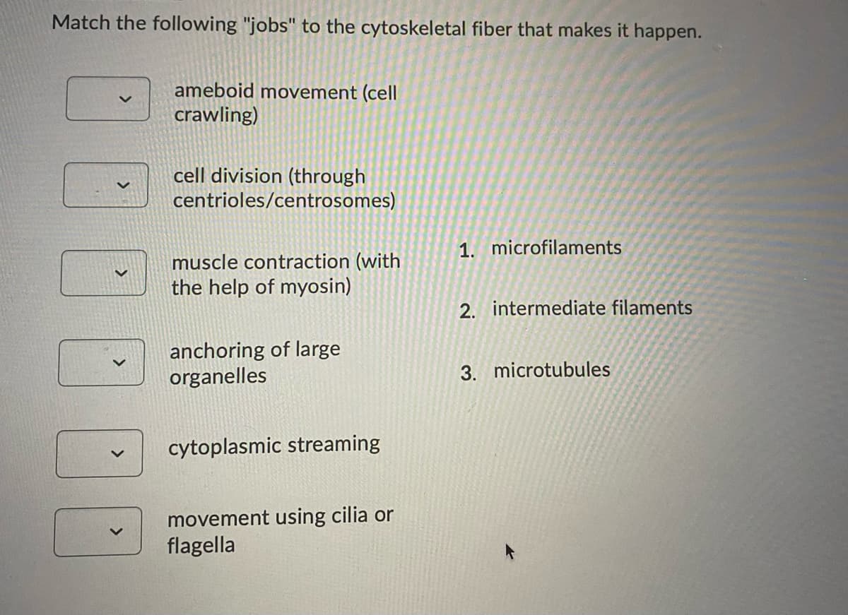 Match the following "jobs" to the cytoskeletal fiber that makes it happen.
ameboid movement (cell
crawling)
cell division (through
centrioles/centrosomes)
1. microfilaments
muscle contraction (with
the help of myosin)
2. intermediate filaments
anchoring of large
organelles
3. microtubules
cytoplasmic streaming
movement using cilia or
flagella
