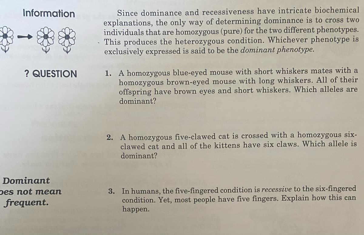 Information
Since dominance and recessiveness have intricate biochemical
explanations, the only way of determining dominance is to cross two
individuals that are homozygous (pure) for the two different phenotypes.
This produces the heterozygous condition. Whichever phenotype is
exclusively expressed is said to be the dominant phenotype.
1. A homozygous blue-eyed mouse with short whiskers mates with a
homozygous brown-eyed mouse with long whiskers. All of their
offspring have brown eyes and short whiskers. Which alleles are
dominant?
? QUESTION
2. A homozygous five-clawed cat is crossed with a homozygous six-
clawed cat and all of the kittens have six claws. Which allele is
dominant?
Dominant
3. In humans, the five-fingered condition is recessive to the six-fingered
condition. Yet, most people have five fingers. Explain how this can
happen.
pes not mean
frequent.
