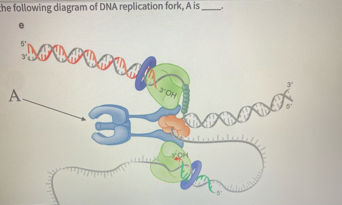 che following diagram of DNA replication fork, A is
3'OH
A
3 OH
