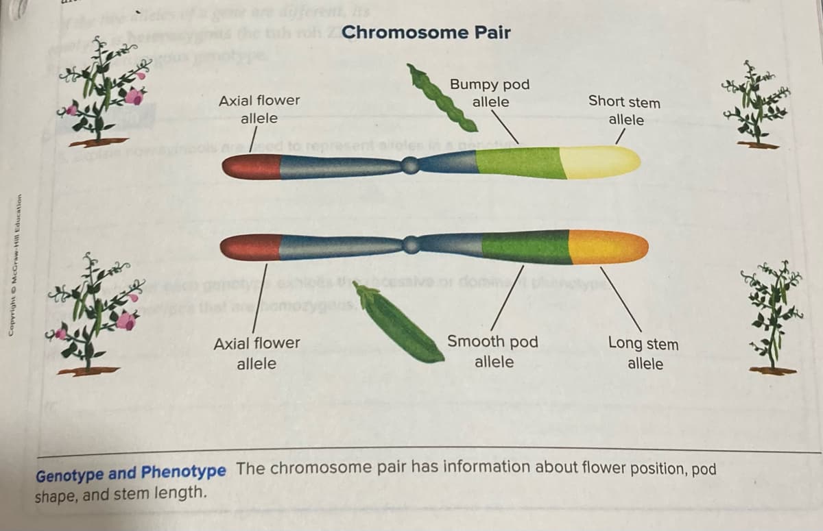 ane diferent,
oh Z Chromosome Pair
Bumpy pod
Axial flower
allele
Short stem
allele
allele
jueserdau
les in a
domine
Axial flower
Smooth pod
Long stem
allele
allele
allele
Genotype and Phenotype The chromosome pair has information about flower position, pod
shape, and stem length.
Copyright O McGraw-Hill Education
