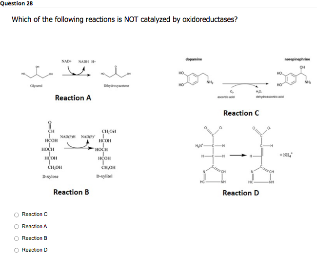 Question 28
Which of the following reactions is NOT catalyzed by oxidoreductases?
مله معامله
Glycenal
i
CH
I
HCOH
HOCH
нсон
Reaction A
D-xylose
Reaction C
Reaction A
Reaction B
CH₂OH
NAD+ NADH H
Reaction D
Dihydroxyacetone
NADPH NADOPY I
Reaction B
CH,Git
HCOH
HOCH
HÇOH
CH₂OH
D-xylitol
HO
HO
dopamine
H₂N"
NH₂
ascorbic acid
Reaction C
-H
H.P.
dehydroascorbic acid
Reaction D
НО.
CH
HO
norepinephrine
OH
+NH₂
NH₂