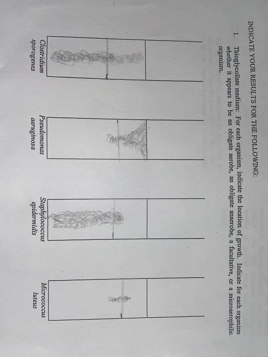 INDICATE YOUR RESULTS FOR THE FOLLOWING:
Thioglycollate medium: For each organism, indicate the location of growth. Indicate for each organism
whether it appears to be an obligate aerobe, an obligate anaerobe, a facultative, or a microaerophilic
organism.
1.
Clostridium
sporogenes
Pseudomonas
aeruginosa
Staphylococcus
epidermidis
Micrococcus
luteus