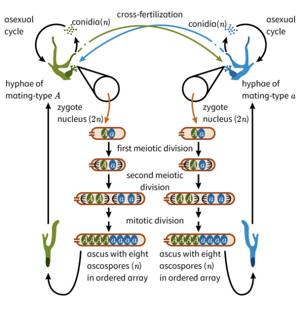 cross-fertilization
asexual
asexual
conidia(n)
conidia(n).
cycle
cycle
hyphae of
mating-type A
hyphae of
mating-type a
zygote
zygote
nucleus (2n)
nucleus (2n)
40
I first meiotic division
second meiotic
division
mitotic division
@@@
ascus with eight ascus with eight
ascospores (n)
ascospores (n)
in ordered array in ordered array
