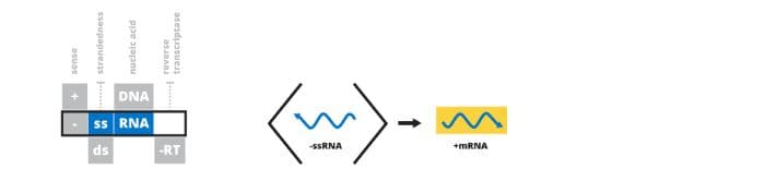 sense
strandedness
nucleic acid
DNA
ss RNA
ds
transcriptase
reverse
-RT
-SSRNA
+mRNA