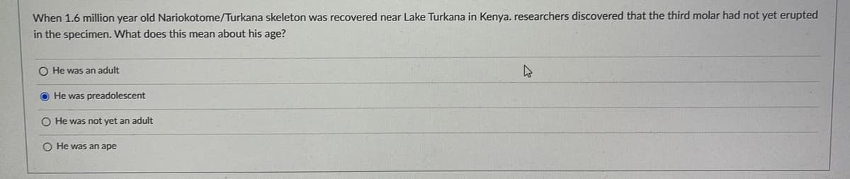 When 1.6 million year old Nariokotome/Turkana skeleton was recovered near Lake Turkana in Kenya, researchers discovered that the third molar had not yet erupted
in the specimen. What does this mean about his age?
O He was an adult
O He was preadolescent
O He was not yet an adult
O He was an ape
