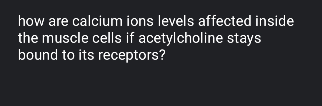 how are calcium ions levels affected inside
the muscle cells if acetylcholine stays
bound to its receptors?
