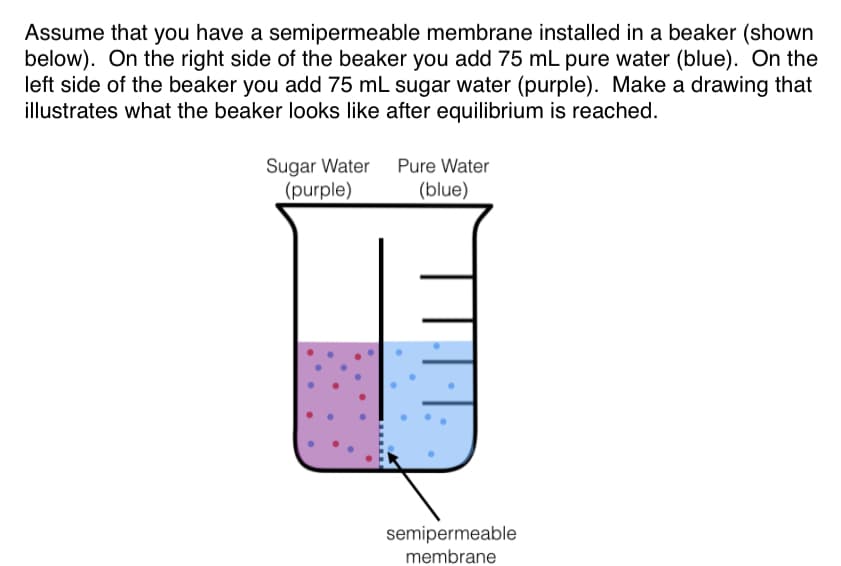 Assume that you have a semipermeable membrane installed in a beaker (show
below). On the right side of the beaker you add 75 mL pure water (blue). On th
left side of the beaker you add 75 mL sugar water (purple). Make a drawing tha
illustrates what the beaker looks like after equilibrium is reached.
